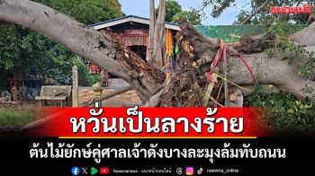 ชาวบ้านใจหาย! ต้นไม้ยักษ์คู่ศาลเจ้าดังบางละมุงล้มทับถนน หวั่นเป็นลางร้าย