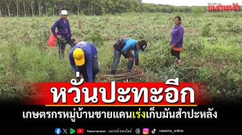 เกษตรกรหมู่บ้านชายแดน เร่งกู้มันสำปะหลัง ไม่มั่นใจสถานการณ์หวั่นปะทะอีก