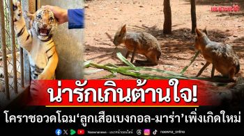 น่ารักเกินต้าน! สวนสัตว์โคราชอวดโฉม ‘ลูกเสือเบงกอล-มาร่า’ ที่เพิ่งเกิดใหม่
