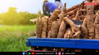 บทความพิเศษ : ‘รู้เขารู้เขมร’ มันสำปะหลังกัมพูชา ผลกระทบจาการปิดชายแดน