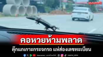 คอหวยส่องด่วน! ตุ๊กแกเกาะกระจกรถไม่ยอมหล่น ชาวบ้านแห่ตีเลขเด็ด