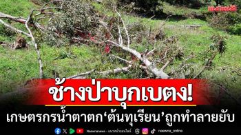ช้างป่าบุกเบตง! เกษตรกรน้ำตาตก ต้นทุเรียนใกล้เก็บเกี่ยวถูกทำลายยับ