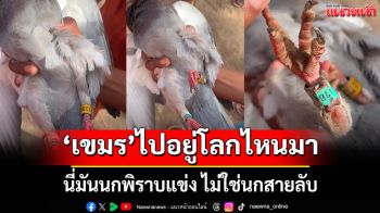 ไปอยู่โลกไหนมา! \'เขมร\' คิดได้ไง? นี่มันนกพิราบแข่ง ไม่ใช่นกสายลับ