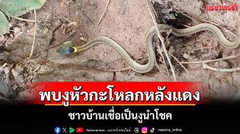 ฮือฮาพบ \'งูหัวกะโหลกหลังแดง\' โผล่กลางป่าพะเยาชาวบ้านเชื่อเป็นงูนำโชค