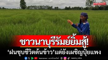 ชาวนาบุรีรัมย์ยิ้มสู้! ‘ฝนชุบชีวิตต้นข้าว’ แต่ยังเผชิญปุ๋ยแพง-วอนช่วยลดต้นทุน