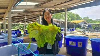 ศูนย์ศึกษาฯอ่าวคุ้งกระเบน ผลักดันเกษตรกรพัฒนาการแปรรูปสาหร่ายผักกาดทะเล ชูเป็นผลิตภัณฑ์ Superfood