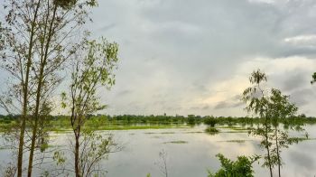 นาข้าวอีสานล่ม ฝนกระหน่ำหนักหลายวัน อำนาจเจริญจมน้ำ500ไร่