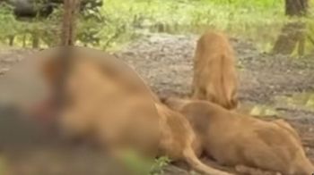 สยอง!ฝูงสิงโตรุมขย้ำ พนง.‘ซาฟารีเวิลด์’ดับ