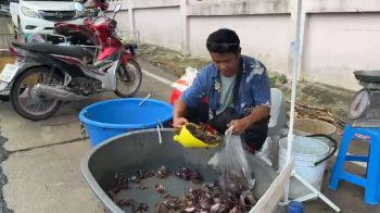 งานรายวันไม่พอกิน หันมาขายปูนาสดฟันรายได้วันละ2พัน