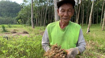 คุณตาวัย67 ขอใช้พื้นที่ว่างในสวนปาล์ม ปลูกถั่วลิสงสร้างรายได้ 800 บาท ต่อวัน