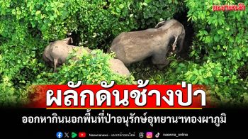 ภารกิจเฝ้าระวังผลักดันช้างป่า ออกหากินนอกพื้นที่ป่าอนุรักษ์ อุทยานฯทองผาภูมิ