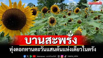 บานสะพรั่ง ทุ่งดอกไม้แสนต้นแห่งเดียวในตรัง ชูไฮไลท์ทานตะวันสายพันธุ์ต่างประเทศ