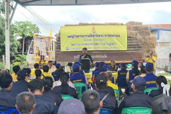 ร้อยเอ็ดแจกหญ้าพระราชทานแก่ประชาชนที่ได้รับผลกระทบจากลำน้ำชีล้นตลิ่งนาข้าว