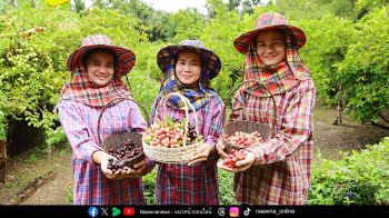 ยกระดับผลไม้พื้นถิ่น จ.สมุทรสงคราม พันธุ์ไทยเสิร์ฟ ‘มะม่วงหาว มะนาวโห่’