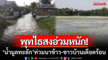 พุทไธสงอ่วมหนัก! น้ำมูลทะลักท่วมนาข้าว 8,400 ไร่ ชาวบ้าน 793 ครัวเรือนเดือดร้อน