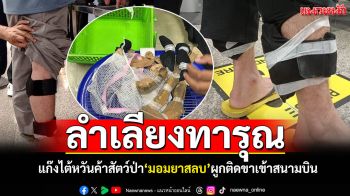 รวบ3ไต้หวัน! มอมยาสลบ\'เต่าดาว-กิ้งก่าจระเข้\' ยัดถุงน่องผูกขาเข้าสนามบิน