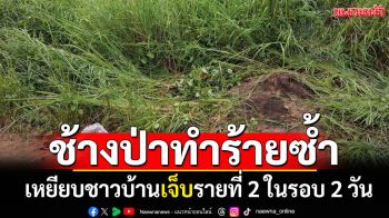 ช้างป่าภูหลวงทำร้ายซ้ำ! เหยียบชาวบ้านเจ็บรายที่ 2 ในรอบ 2 วัน