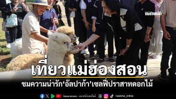 แม่ฮ่องสอนเปิดแหล่งท่องเที่ยวใหม่ ชมความน่ารัก\'อัลปากา-แกะ\' เซลฟี่ปราสาทดอกไม้