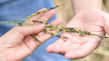 \'กรมการข้าว\'ห่วง\'ข้าววัชพืช\'ระบาดหนักภาคอีสาน-ภาคกลาง แนะ 10 วิธีป้องกันและกำจัด ลดการระบาด