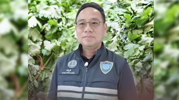 \'DIT\'ลุยตรึงราคาผักชีปลายฝน! เร่งกระจายผลผลิตจากแหล่งอื่นเข้าทดแทน คาดราคาลดลงสัปดาห์หน้า