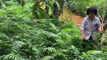 คุณยายวัย72ปี นำโครงการพระราชดำริ ปลูกผักกูดในสวนยาง สร้างอาชีพเสริม