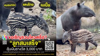 \'สวนสัตว์เปิดเขาเขียว\'ชวนร่วมโหวตตั้งชื่อ\'ลูกสมเสร็จ\' ชอบชื่อไหน \'หมอนทอง-แตงไทย-เมเปิ้ล\' ลุ้นรับเงิน 3,000 บาท