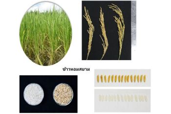 \'กรมการข้าว\' เตือนชาวนา ข้าวพันธุ์ \'หอมสยาม\' ไม่ใช่ข้าวหอมมะลิไทย
