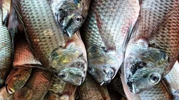 วิกฤตคลี่คลาย! สำรวจพบ\'ปลาหมอคางดำ\'ลดลงชัด สะท้อนการจัดการเชิงรุกของไทยได้ผลจริง