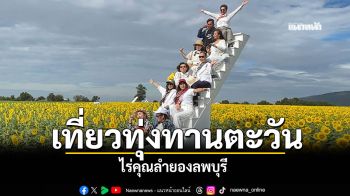 เที่ยวทุ่งดอกทานตะวัน ไร่คุณลำยองลพบุรี เหลืองอร่ามเต็มทุ่ง