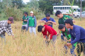 ​ม.นครพนม - เรือนจำกลางนครพนม ‘ลงแขกเกี่ยวข้าว’ สืบสานวิถีพอเพียง ปลูกฝังวินัย ฟื้นฟูจิตใจนักศึกษาผู้ต้องขัง