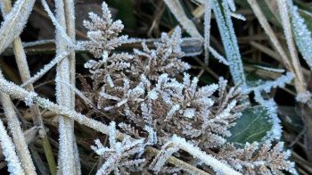 เหนือหนาวจับใจ ‘เหมยขาบ’โผล่ จว.‘น่าน-พะเยา’ นักท่องเที่ยวแน่น