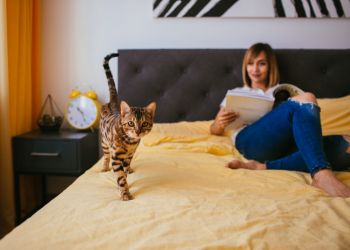 ชี้เป้า 3 ที่พักสัตว์เลี้ยงเข้าได้ที่สมุย สุขกันทั้งครอบครัว