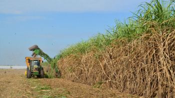 3 สมาคมโรงงานน้ำตาลยันอ้อยไม่ใช่จำเลยสังคมปม PM2.5