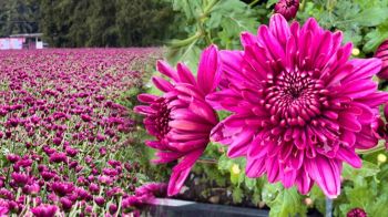 ‘วัดพระธรรมกาย’ชวนร่วมสักการพระมหาธรรมกายเจดีย์-ชมสวนดอกไม้‘ทุ่งสวรรค์ ตะวันฉาย’