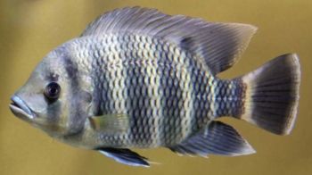 หยุดปล่อย‘ปลาสวยงาม’ลงแหล่งน้ำ ปิดทางระบาดเอเลี่ยนสปีชีส์