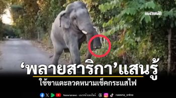 \'พลายสาริกา\'แสนรู้ ใช้ขาแตะลวดหนามเช็คกระแสไฟ ก่อนยอมเดินกลับเข้าป่าแต่โดยดี