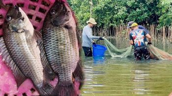 ‘โรงงานปลาป่น’ประสานเสียงภาครัฐ ‘ปลาหมอคางดำ’ลดฮวบ ชุมชนรู้จริงวิธีกำจัด