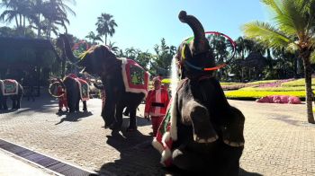 สวนนงนุชเปิดงาน! ‘Christmas Festival’ จัดเต็มพาเหรดซานต้าช้างแสนรู้ส่งท้ายปี
