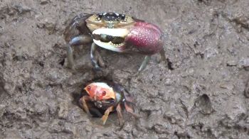 กองทัพ‘ปูก้ามดาบ’หลากสีสัน  โผล่เดินอวดโฉมนักท่องเที่ยว