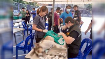 บุรีรัมย์รุกหนัก! ‘ลุยทำหมัน-ฉีดวัคซีน’ สุนัข-แมวตลอดเส้นทาง ‘บุรีรัมย์มาราธอน’