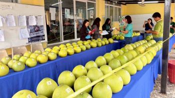 กรมทรัพย์สินฯ ดัน ‘ส้มโอเวียงแก่น’ เชียงรายเป็น GI น้องใหม่