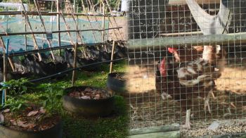 สงขลาขยายผล! ‘เกษตรเพื่ออาหารกลางวัน’ สร้างความมั่นคงทางอาหารอย่างยั่งยืน