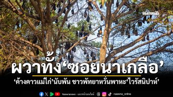 ผวาทั้งพัทยา ค้างคาวแม่ไก่นับพันในซอยนาเกลือ ชาวบ้านหวั่นเป็นพาหะไวรัสนิปาห์