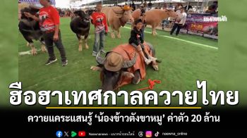 ฮือฮาเทศกาลควายไทย โชว์ควายแคระสุดหล่อแสนรู้ น้องข้าวตังขาหมู ค่าตัว 20 ล้าน