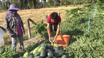 ชาวสวนแตงบ้านคูขุด อ.สทิงพระ เฮ  เก็บแตงโมวันแรก 8 ตัน รับเงินแสน