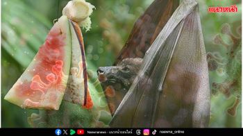 ไทยปลอด‘นิปาห์’ ‘บินไทย-แอร์เอเชีย’คุมเข้ม สั่งเพิ่มมาตรการคัดกรอง