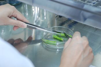 ยกระดับมาตรฐานพืชเศรษฐกิจ - การแพทย์ ชูเทคโนโลยีเพาะเลี้ยงเนื้อเยื่อ วิจัยพัฒนา ‘กัญชา-เห็ดขี้ควาย’