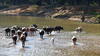 จี้ สุชาติ เร่งแก้ปัญหานายทุนบุกรุกห้วยกุ้ง ลักลอกขุดแร่ในป่าสงวนลำน้ำยวมฝั่งขวา