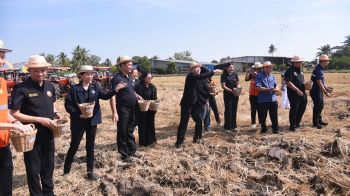 สถานีพัฒนาที่ดินฉะเชิงเทราจัดกิจกรรม  ไถกลบตอซังสร้างดินยั่งยืนฟื้นแวดล้อม