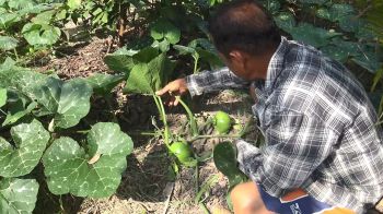 เกษตรฯปลูกฟักทองแซมกล้วย-ยาง-ฝรั่ง